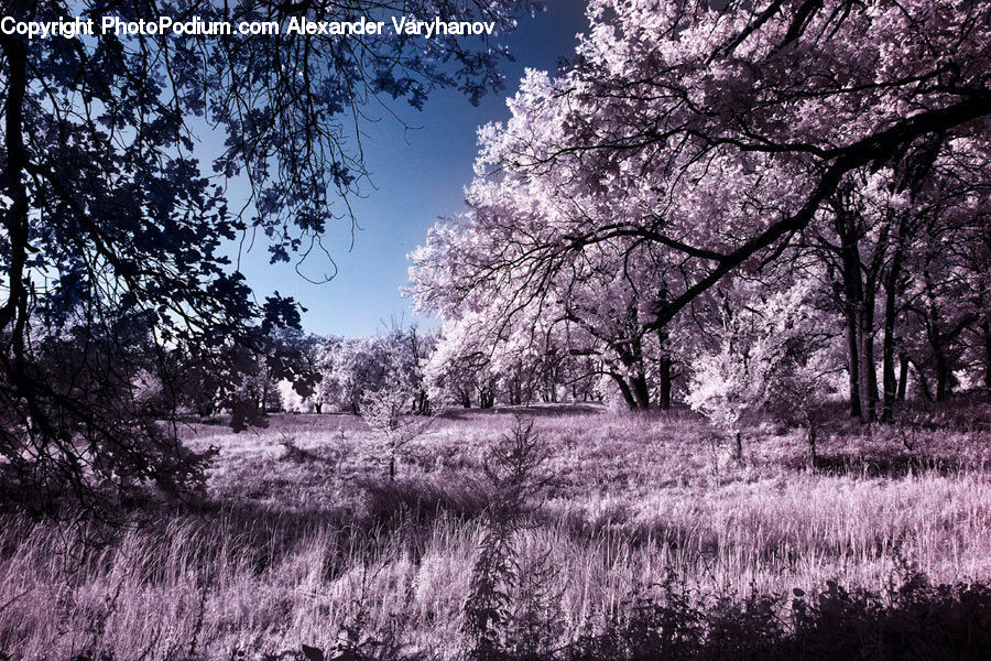 Blossom, Flora, Flower, Plant, Tree, Cherry Blossom, Forest