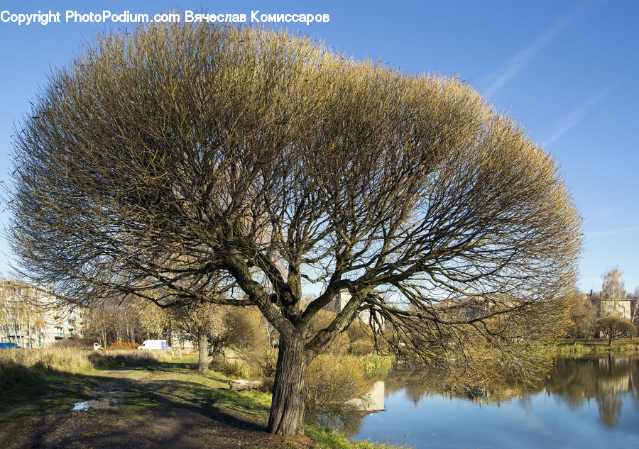 Plant, Tree, Willow, Conifer, Fir, Field, Grass