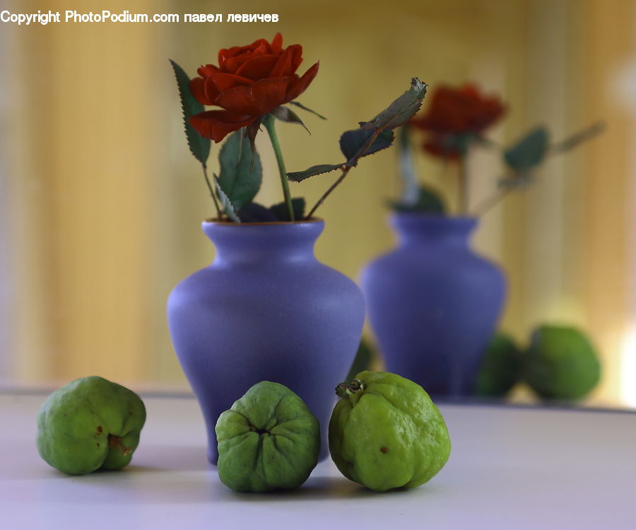 Plant, Potted Plant, Fruit, Quince, Bird, Swallow, Glass