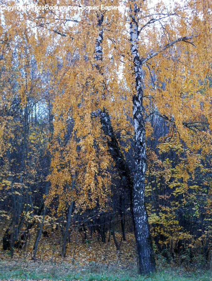 Birch, Tree, Wood, Oak, Plant, Conifer, Fir