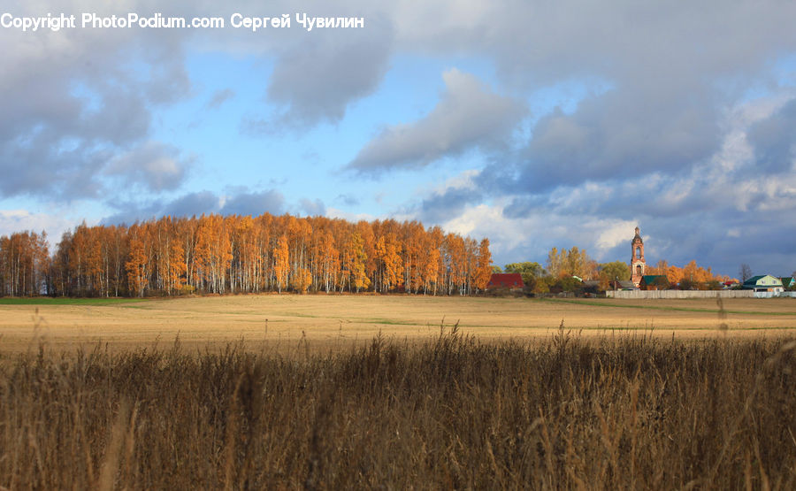 Field, Grass, Grassland, Plant, Land, Outdoors, Grain