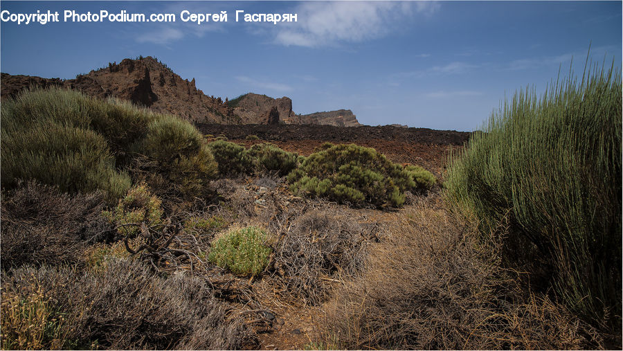 Outdoors, Wilderness, Bush, Plant, Vegetation, Field, Grass