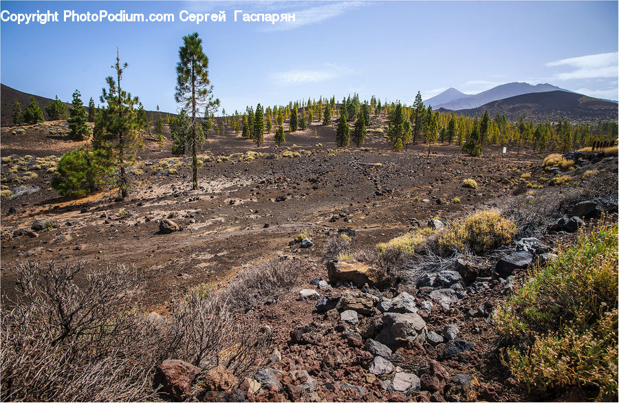 Outdoors, Wilderness, Conifer, Fir, Plant, Tree, Crest