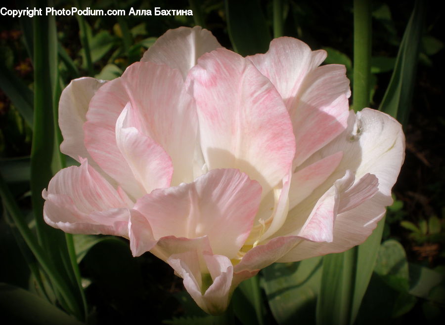 People, Person, Human, Blossom, Flower, Peony, Plant