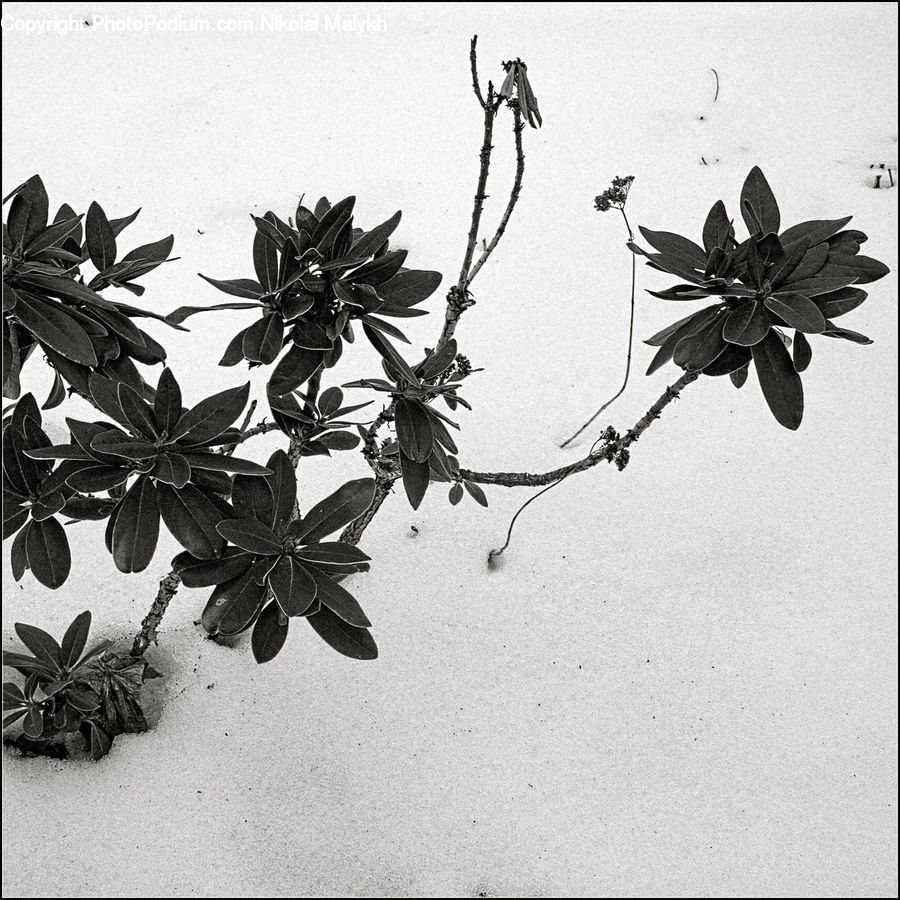 Acanthaceae, Annonaceae, Blossom, Flora, Plant, Flower, Accessories