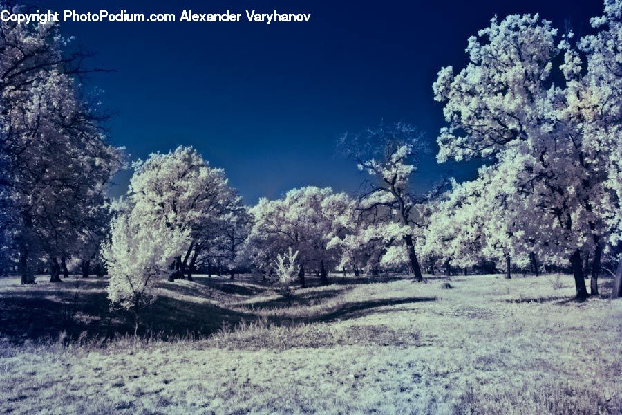 Frost, Ice, Outdoors, Snow, Blossom, Flora, Flower