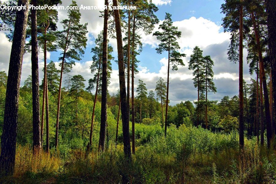 Forest, Vegetation, Plant, Tree, Conifer, Fir, Pine