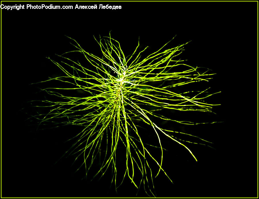 Fireworks, Night, Dill, Plant, Weed, Algae, Conifer