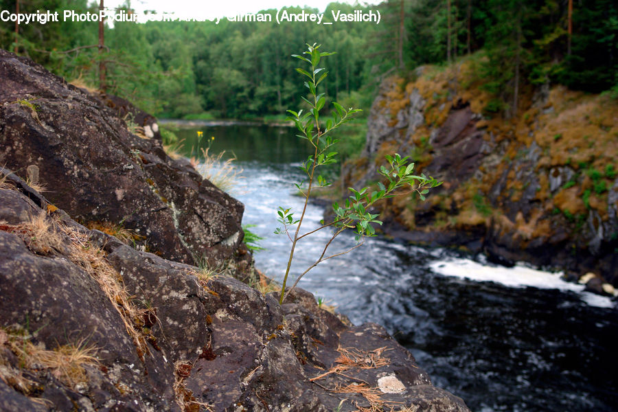 Creek, Outdoors, River, Water, Forest, Vegetation, Plant