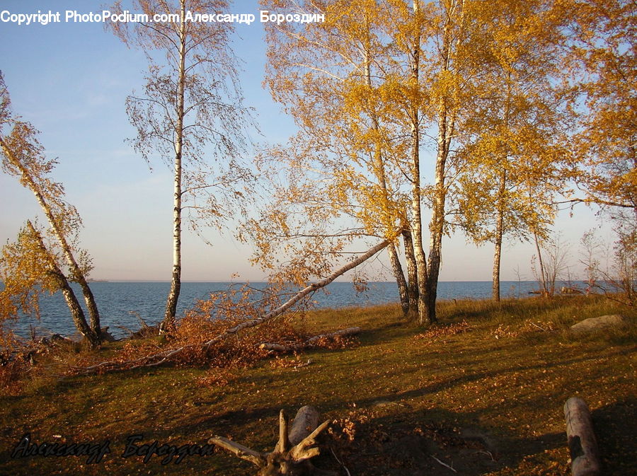 Birch, Tree, Wood, Field, Grass, Grassland, Plant