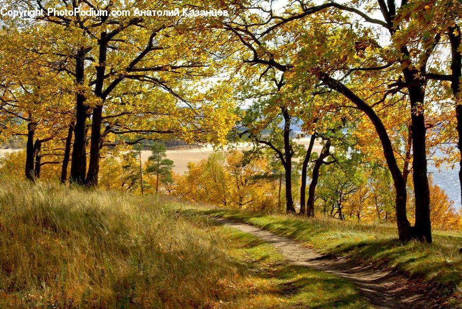 Dirt Road, Gravel, Road, Plant, Tree, Oak, Wood