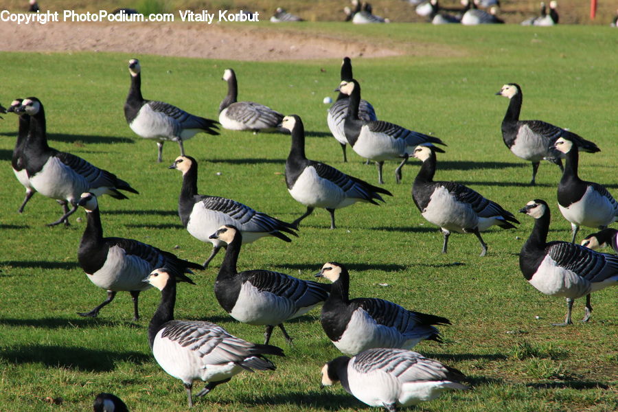 Bird, Goose, Waterfowl