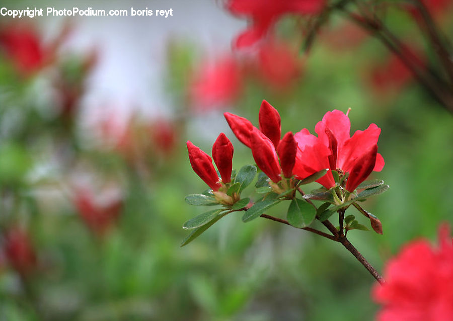 Blossom, Flora, Flower, Geranium, Plant, Asteraceae, Gladiolus