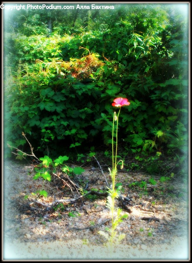 Blossom, Flora, Flower, Geranium, Plant, Outdoors, Path