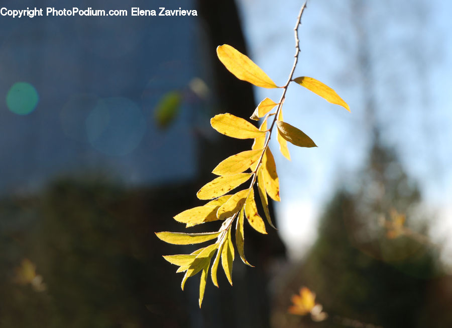 Blossom, Flora, Flower, Plant, Conifer, Fir, Tree