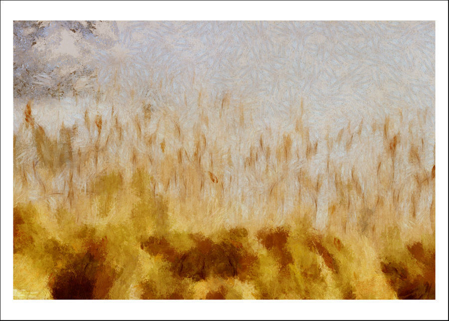 Field, Grass, Grassland, Plant, Grain, Wheat, Dirt Road