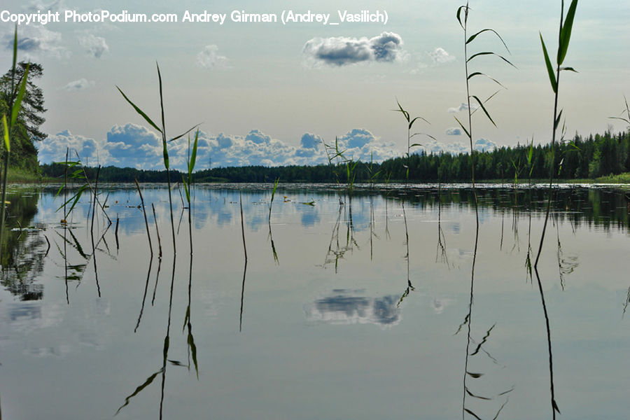 Flood, Grass, Plant, Reed, Land, Marsh, Outdoors