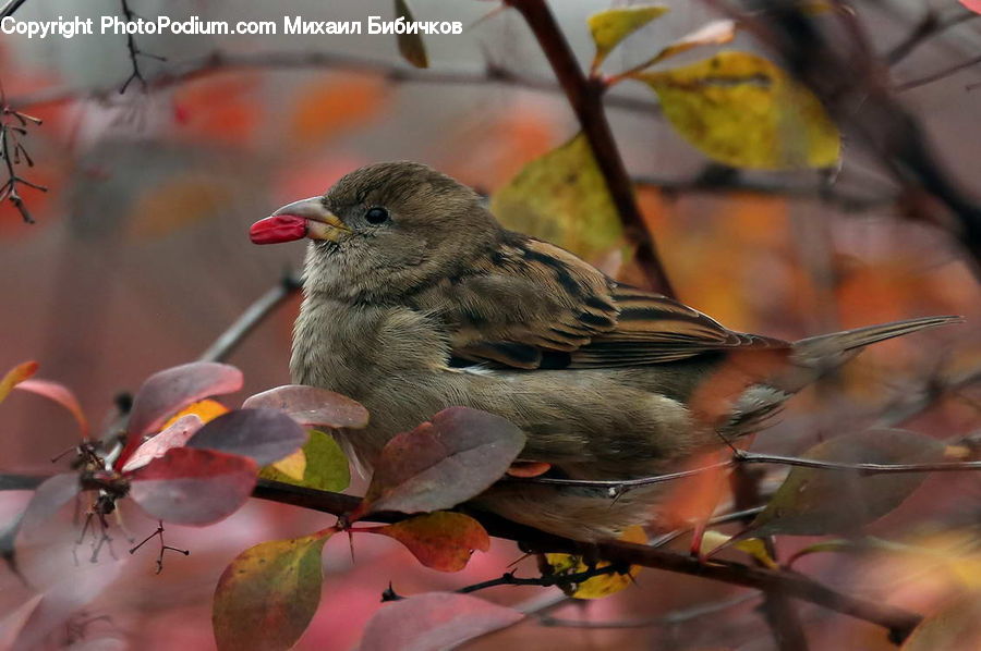 Bird, Canary, Finch, Insect, Invertebrate, Hip Fruit, Blossom