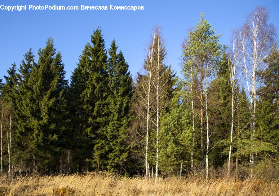 Conifer, Fir, Plant, Tree, Spruce, Wood, Field