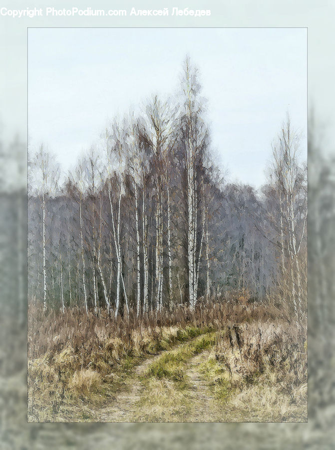 Birch, Tree, Wood, Conifer, Fir, Spruce, Landscape