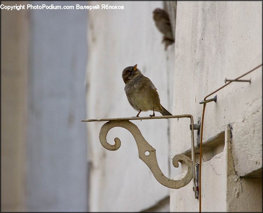 Plumbing, Bird, Sparrow, Finch, Wren, Anthus