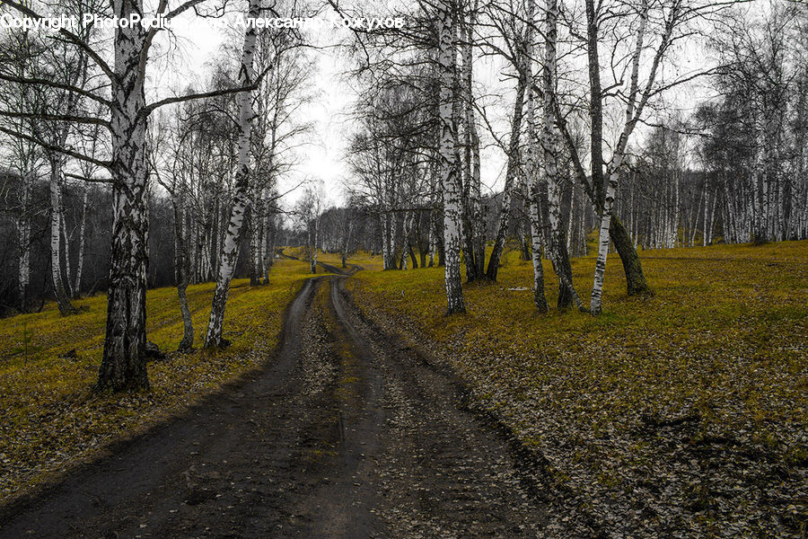 Dirt Road, Gravel, Road, Path, Walkway, Forest, Vegetation