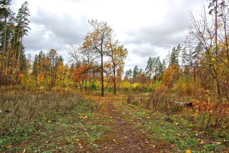 Dirt Road, Gravel, Road, Forest, Vegetation, Conifer, Fir