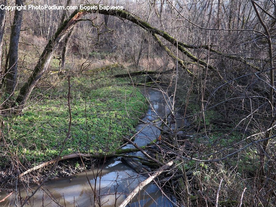 Ditch, Creek, Outdoors, River, Water, Forest, Vegetation