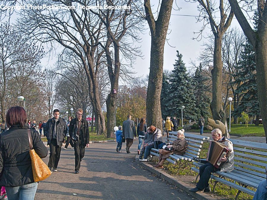 Accordion, Musical Instrument, People, Person, Human, Bench, Leisure Activities