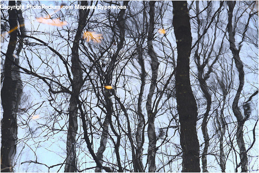 Birch, Tree, Wood, Plant, Oak, Bird, Blackbird