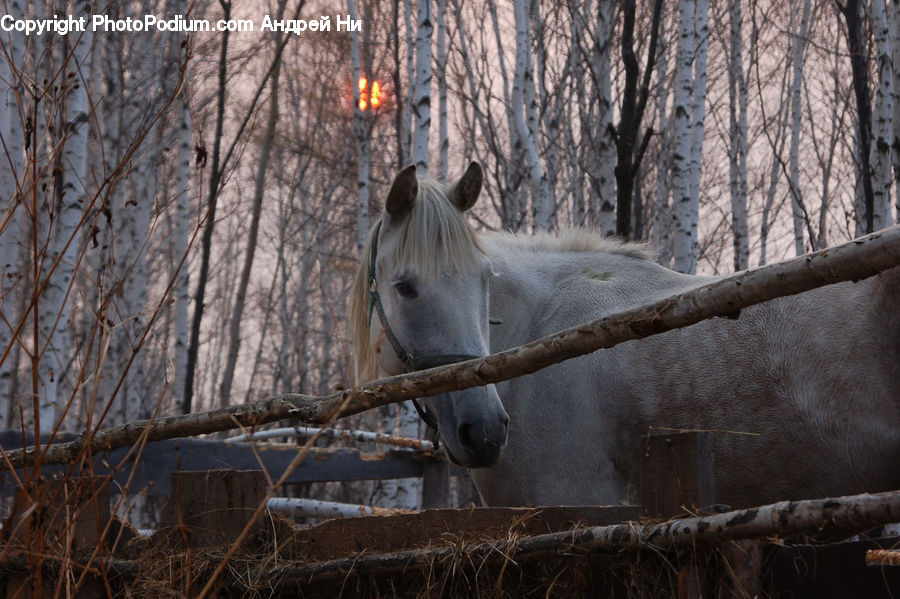 Animal, Horse, Mammal, Cattle, Cow, Dairy Cow, Donkey