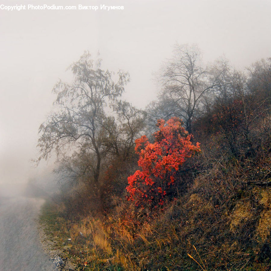 Fog, Mist, Outdoors, Landscape, Nature, Scenery, Dirt Road