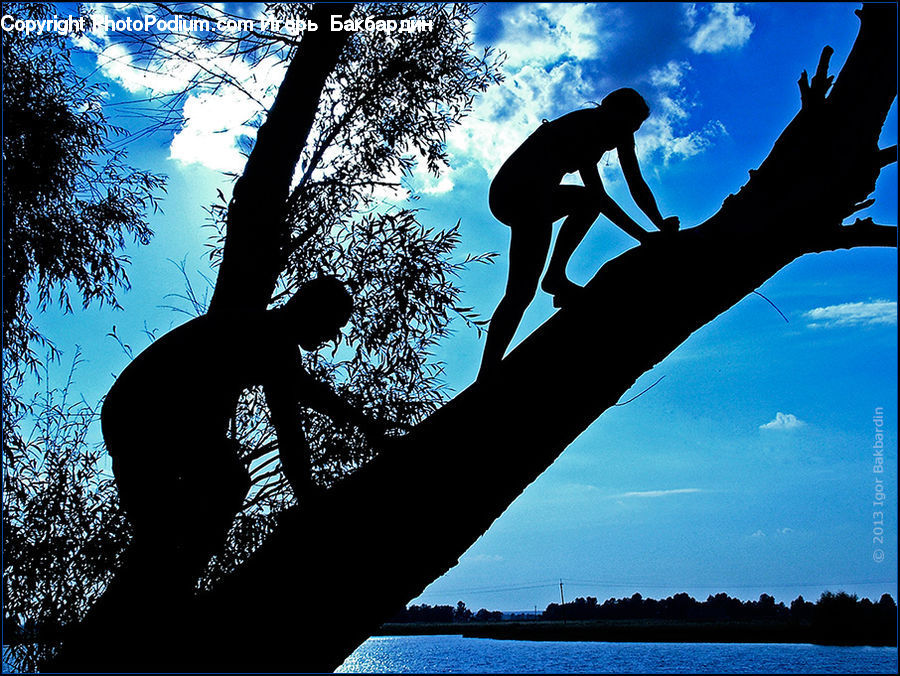 Silhouette, Leisure Activities, Exercise, Fitness, Working Out, Plant, Tree