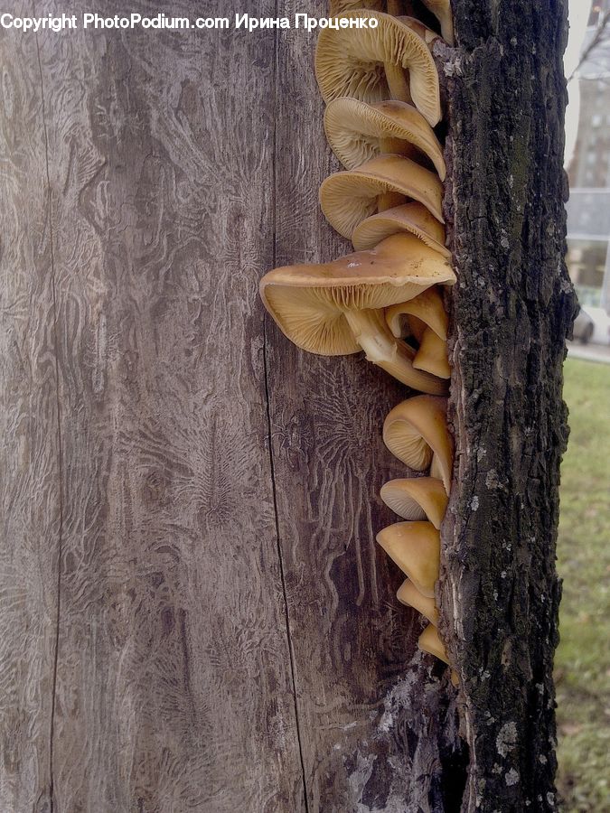 Agaric, Amanita, Fungus, Mushroom, Plant