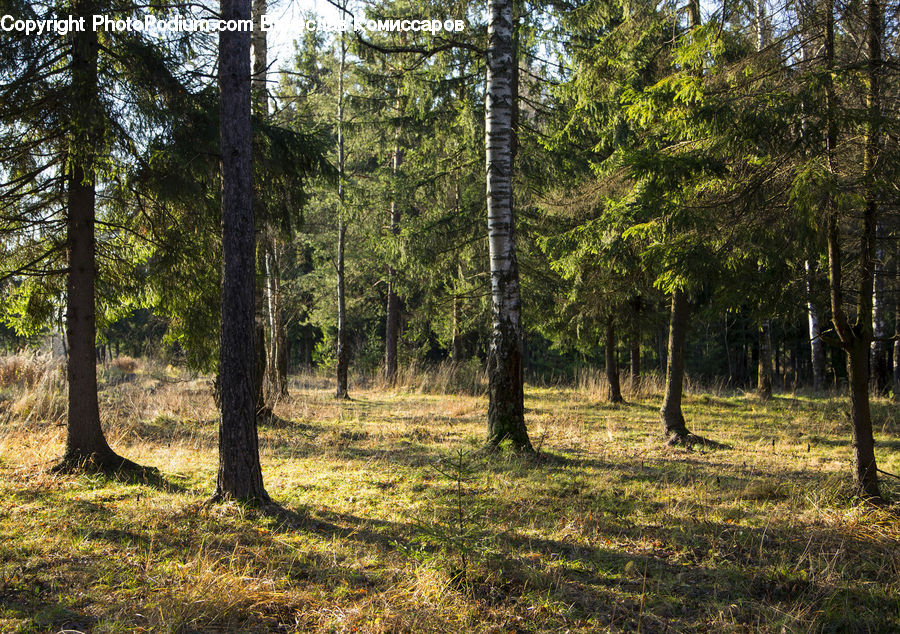 Forest, Vegetation, Grove, Land, Conifer, Fir, Plant