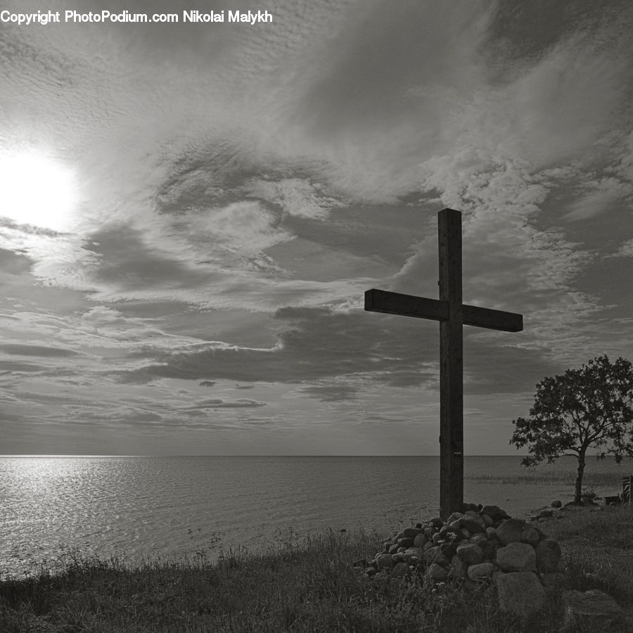 Cross, Plant, Tree, Oak, Wood, Coast, Outdoors