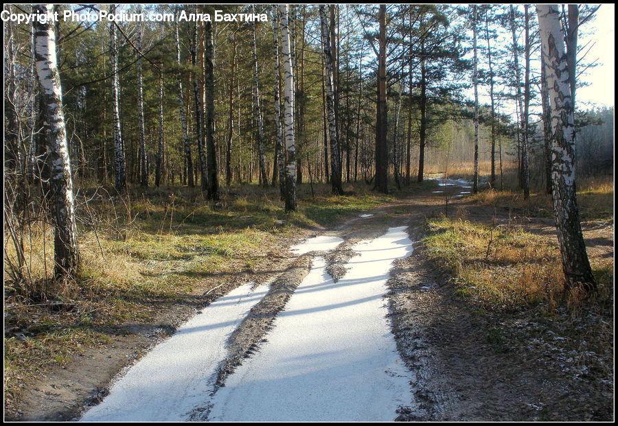 Dirt Road, Gravel, Road, Forest, Vegetation, Birch, Tree