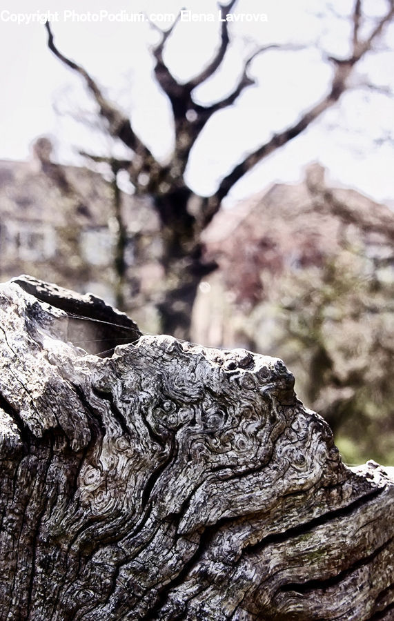 Oak, Tree, Wood, Rock, Plant, Ice, Outdoors