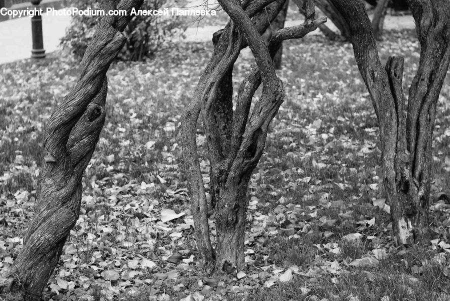 Oak, Tree, Wood, Plant, Forest, Grove, Land