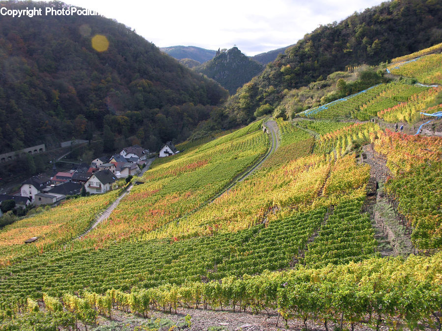 Countryside, Farm, Field, Vineyard, Outdoors, Building, Downtown