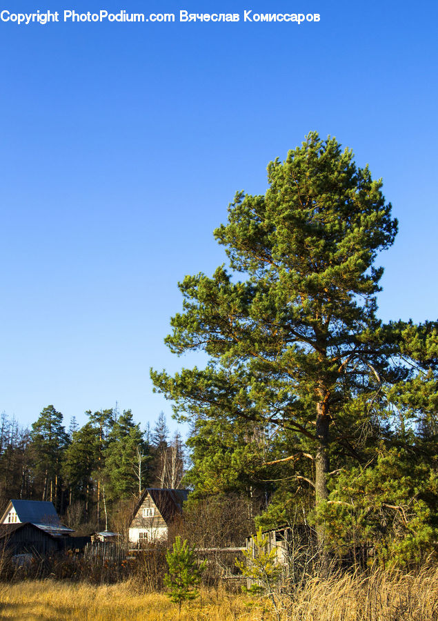 Conifer, Fir, Plant, Tree, Cabin, Hut, Rural