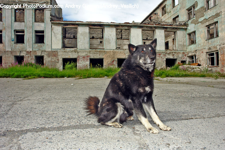 Animal, Canine, Dog, German Shepherd, Mammal, Pet, Husky