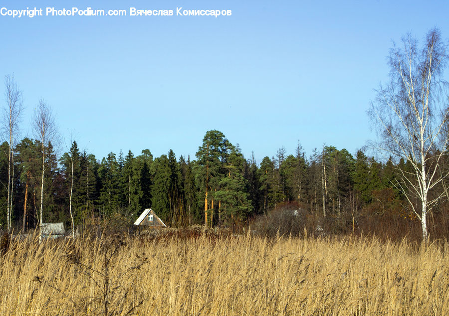 Building, Hut, Shelter, Field, Grass, Grassland, Plant