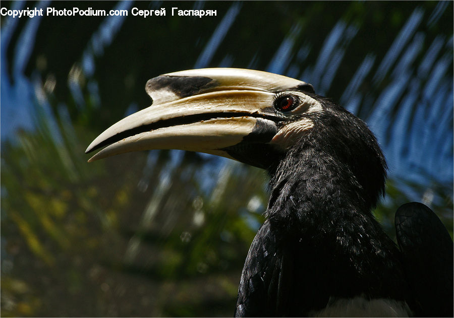 Beak, Bird, Cormorant, Waterfowl