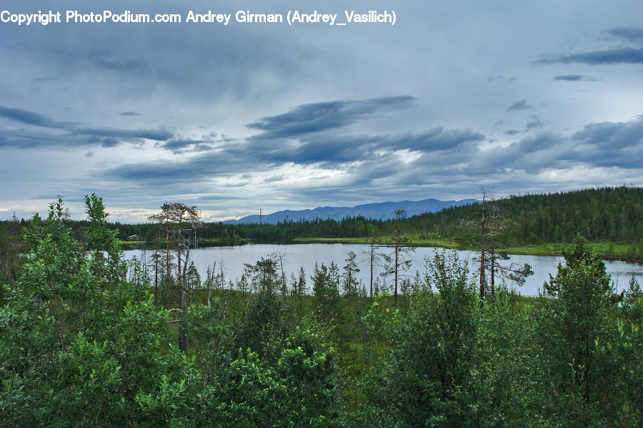 Land, Marsh, Pond, Swamp, Water, Forest, Jungle