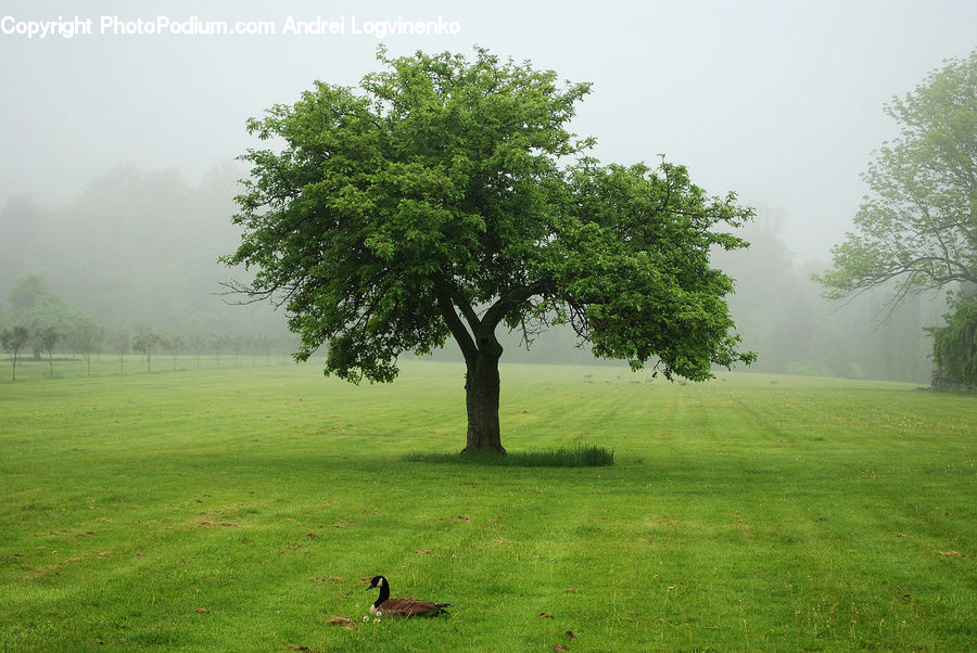 Field, Grass, Grassland, Land, Outdoors, Fog, Plant