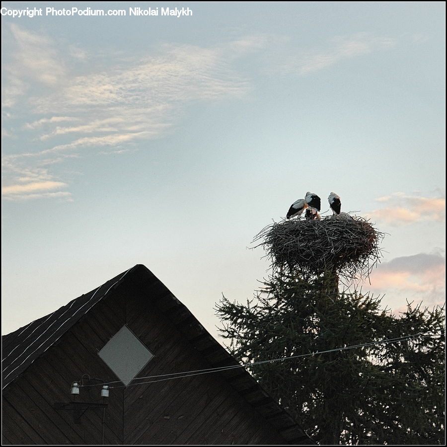 Bird, Stork, Conifer, Fir, Plant, Tree, Silhouette