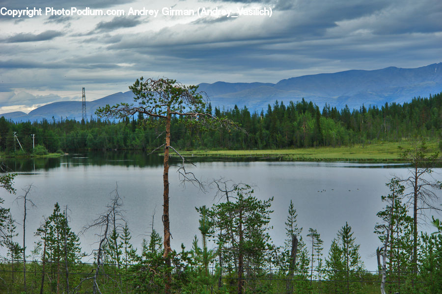 Lake, Outdoors, Water, Conifer, Fir, Spruce, Wood