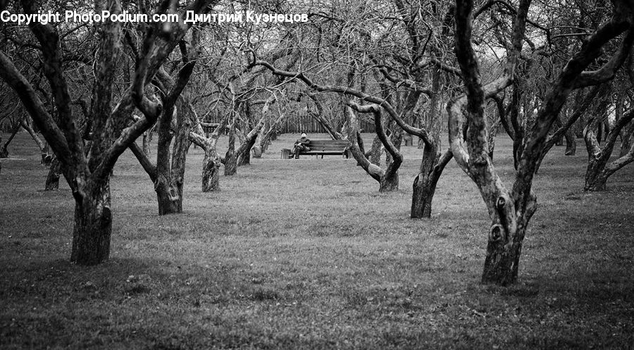 Oak, Tree, Wood, Fir, Forest, Grove, Vegetation