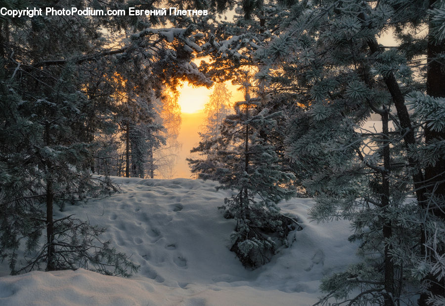 Ice, Outdoors, Snow, Plant, Tree, Conifer, Fir